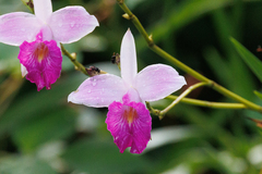 Arundina graminifolia image