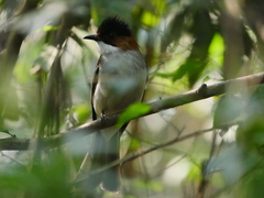 Hemixos castanonotus