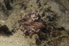 Phrikoceros