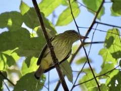 Attila spadiceus