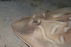 Trygonorrhina dumerilii