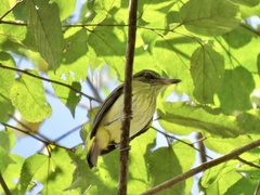 Attila spadiceus