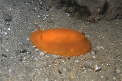 Doriopsilla carneola