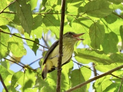 Attila spadiceus