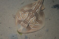 Trygonorrhina dumerilii