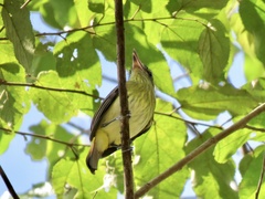 Attila spadiceus