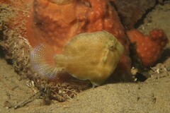 Brachaluteres jacksonianus