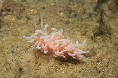 Phyllodesmium serratum