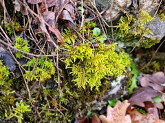 Abietinella abietina