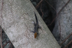 Gonatodes albogularis fuscus