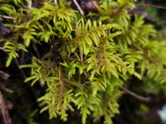 Abietinella abietina