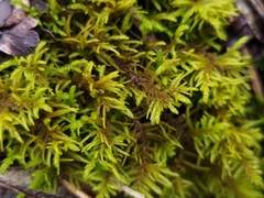 Abietinella abietina