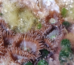 Palythoa grandiflora