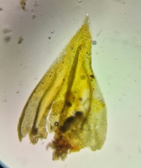 Abietinella abietina