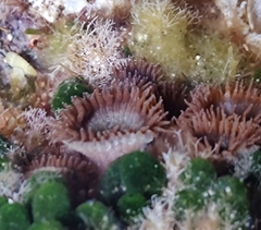 Palythoa grandiflora