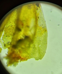 Abietinella abietina