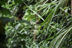 Spizixos semitorques