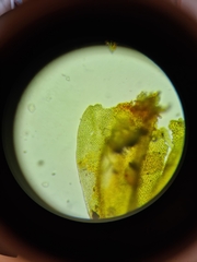 Abietinella abietina