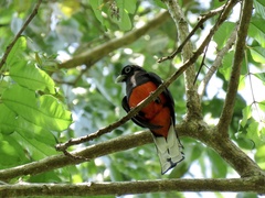 Trogon bairdii