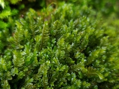 Plagiochila porelloides