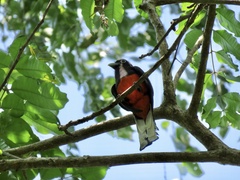 Trogon bairdii