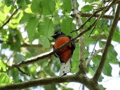 Trogon bairdii