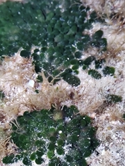 Dasycladus vermicularis