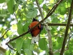 Trogon bairdii