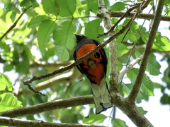 Trogon bairdii