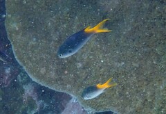 Neopomacentrus azysron