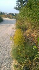 Peucedanum officinale