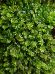 Plagiochila porelloides