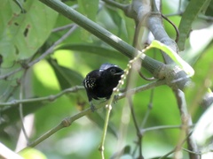 Microrhopias quixensis