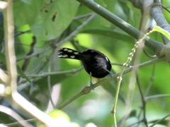 Microrhopias quixensis