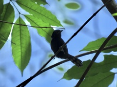 Microrhopias quixensis