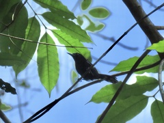 Microrhopias quixensis