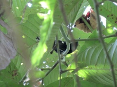 Microrhopias quixensis