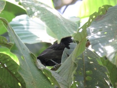 Thamnophilus bridgesi
