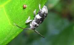 Stixis punctata