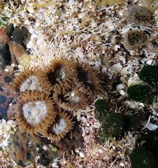 Palythoa grandiflora