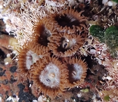 Palythoa grandiflora