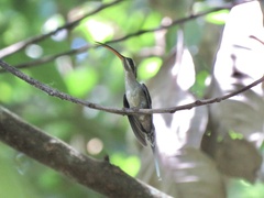 Phaethornis longirostris