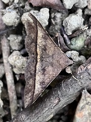 Hypospila bolinoides