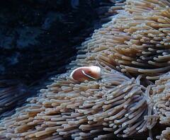 Amphiprion perideraion