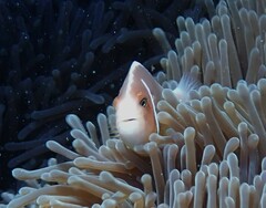 Amphiprion perideraion