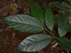 Gomphandra australiana