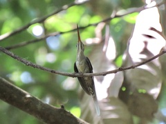 Phaethornis longirostris