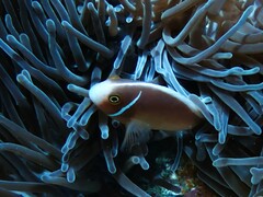 Amphiprion perideraion
