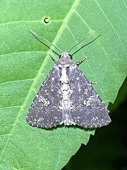 Condica illecta