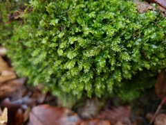 Plagiochila porelloides